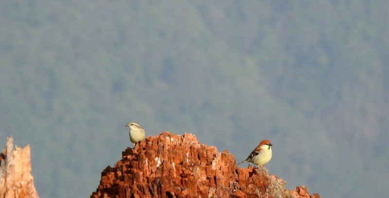 Russet Sparrow - Rajaneesh  Ghadi