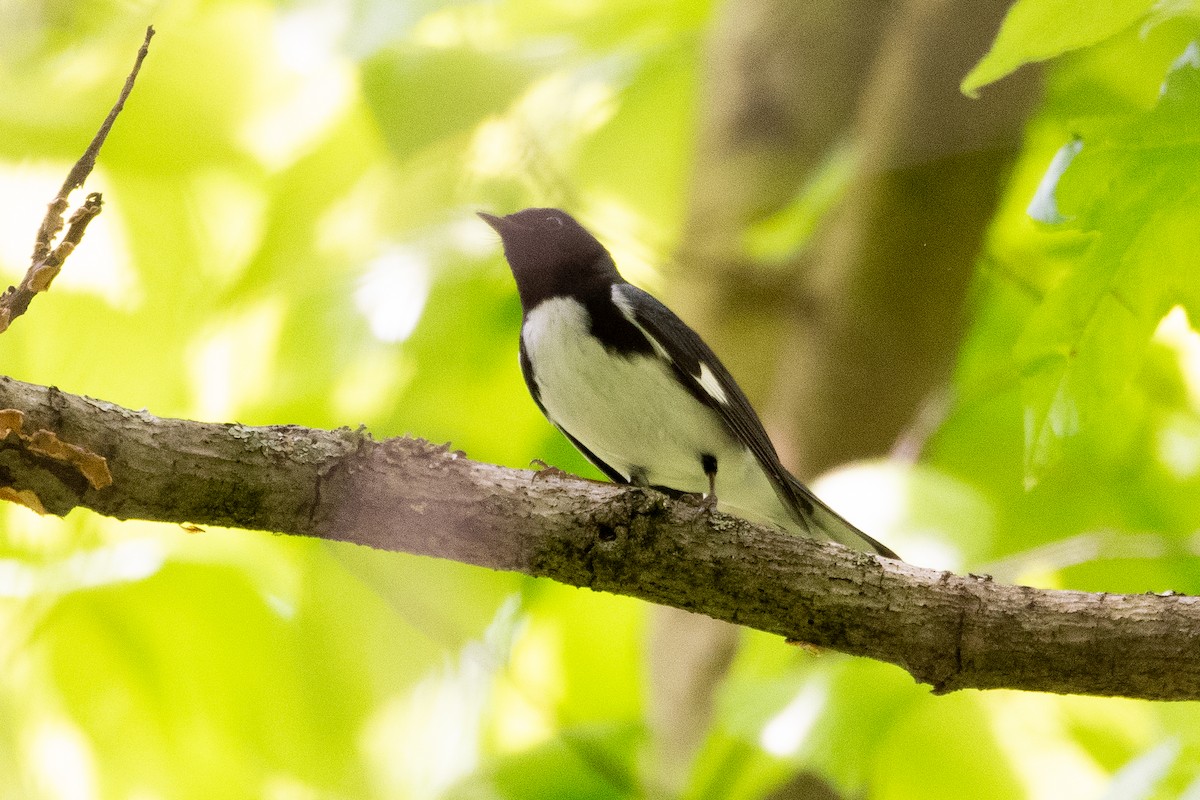 Black-throated Blue Warbler - ML618371276