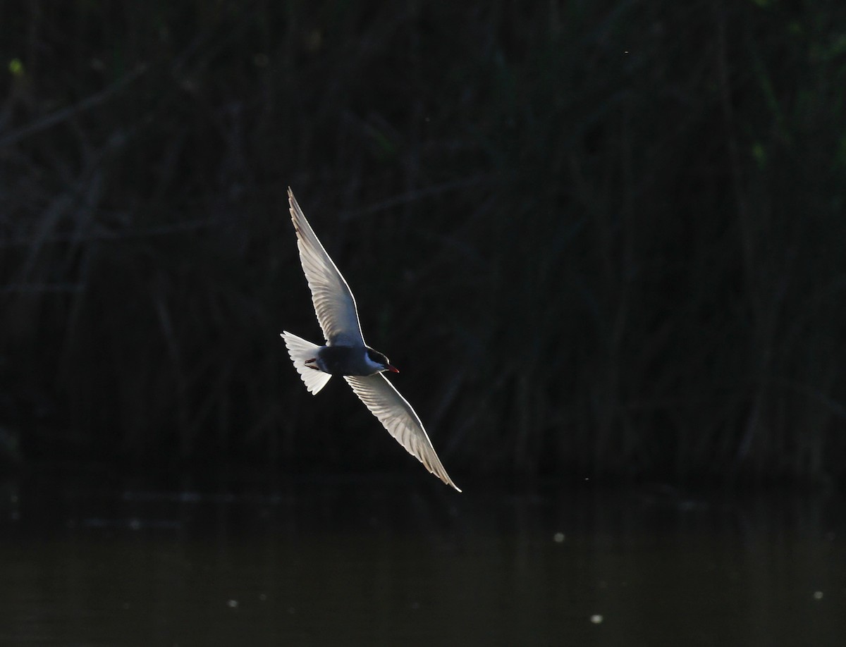 Whiskered Tern - ML618371299