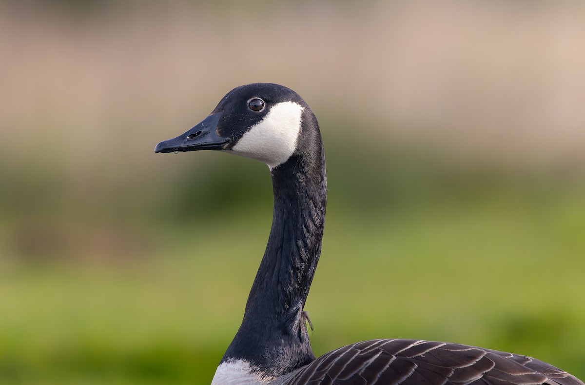 Canada Goose - Piet Grasmaijer