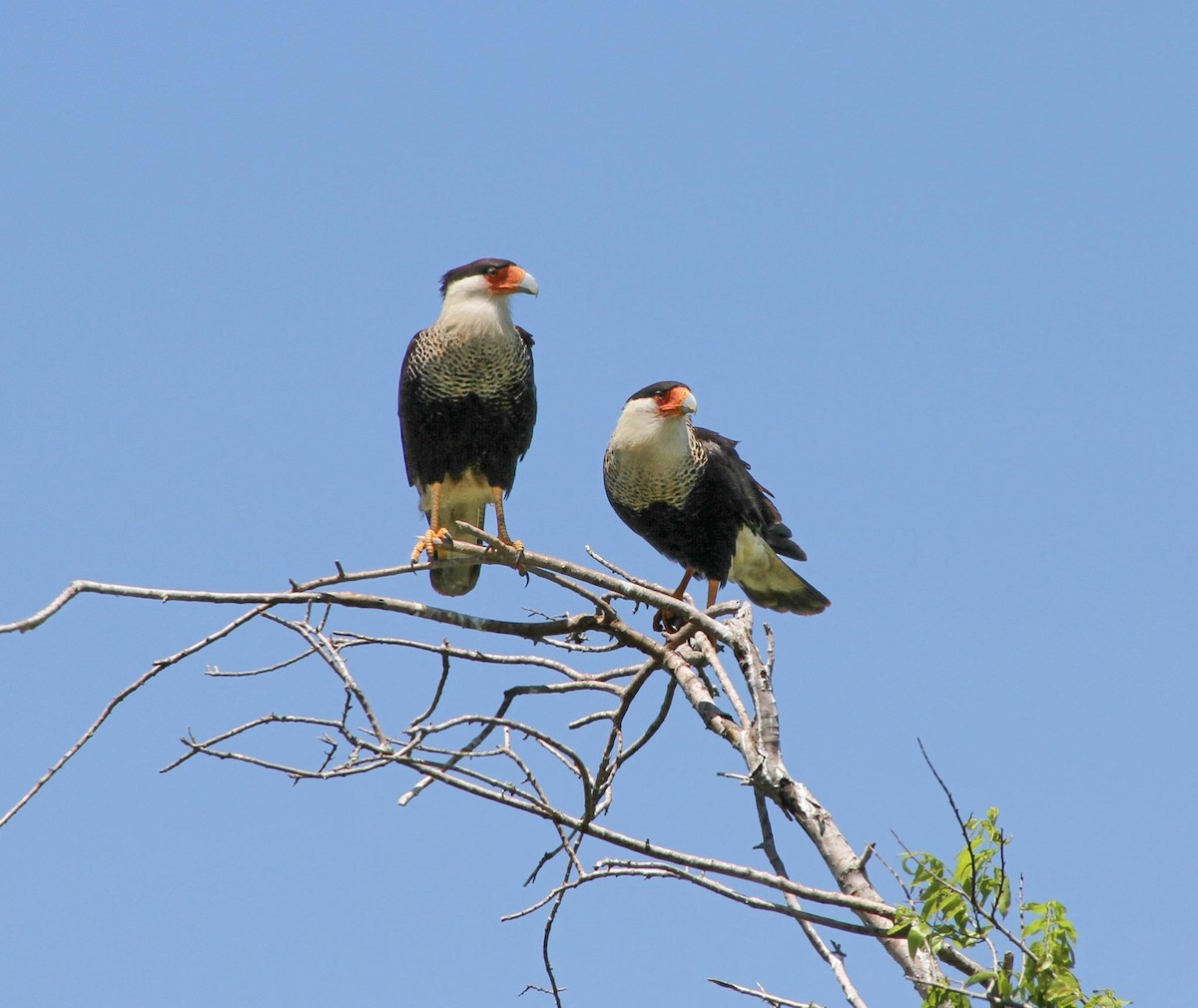 Crested Caracara - Joe Gieringer