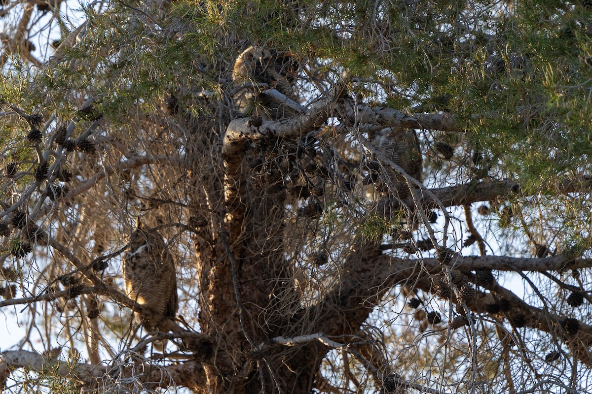 Great Horned Owl - ML618371327