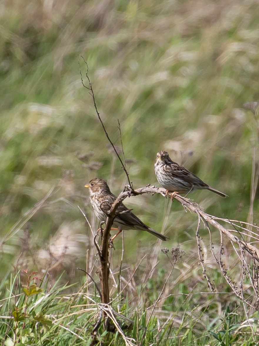 Corn Bunting - Milan Martic