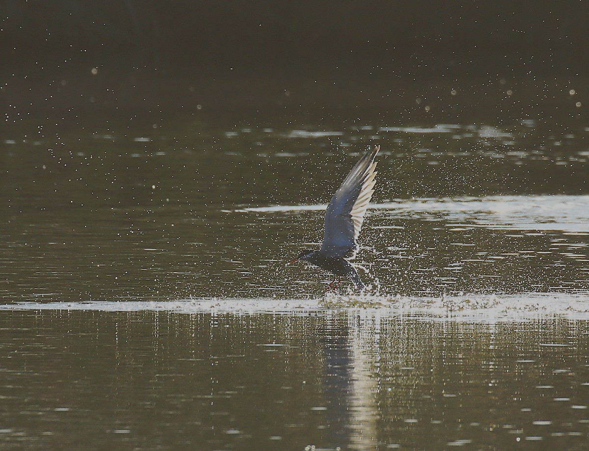 Whiskered Tern - ML618371339