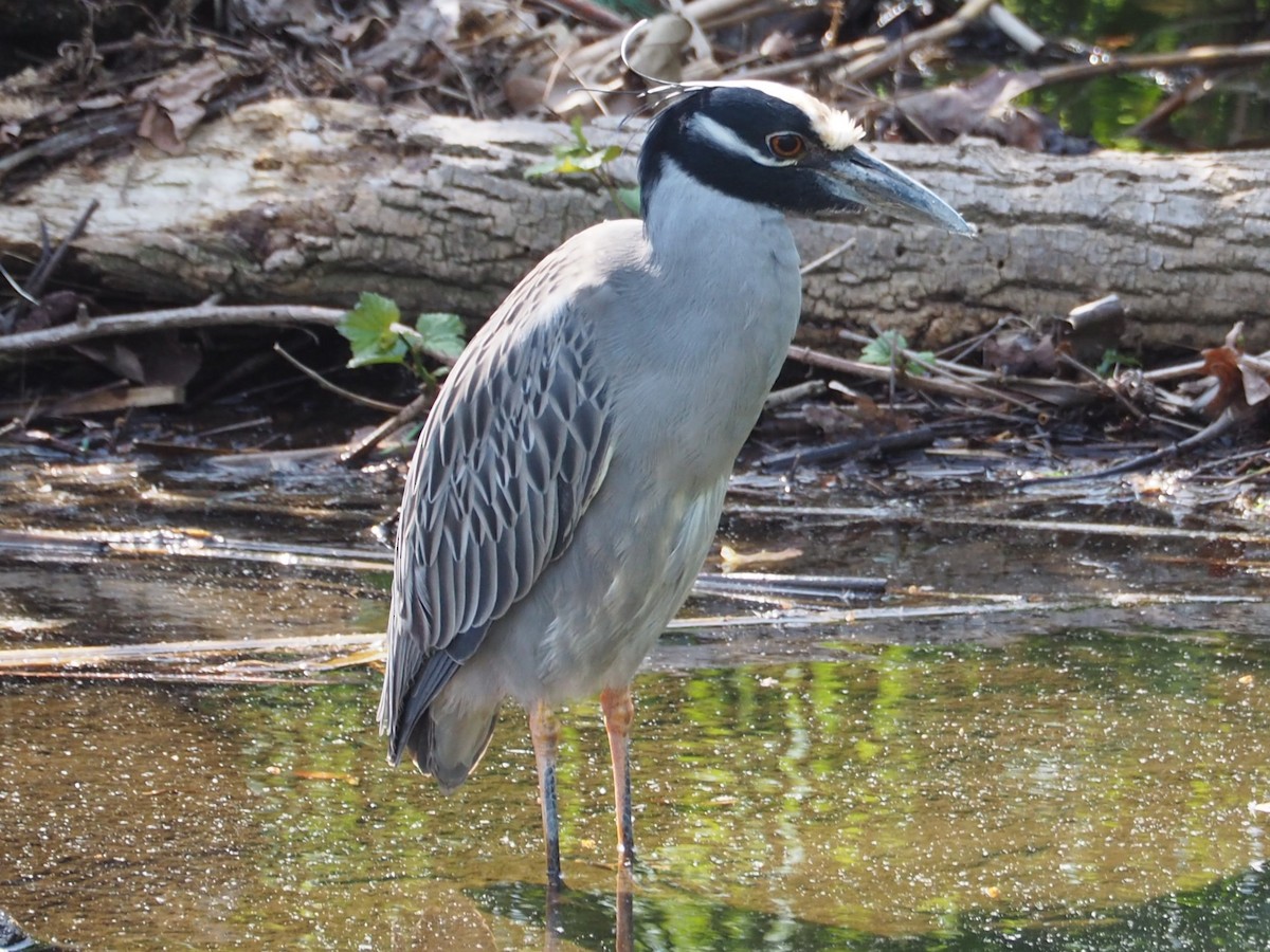 Yellow-crowned Night Heron - Anonymous