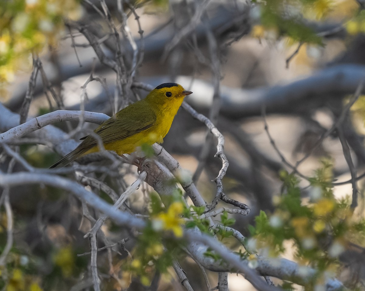 Wilson's Warbler - ML618371357