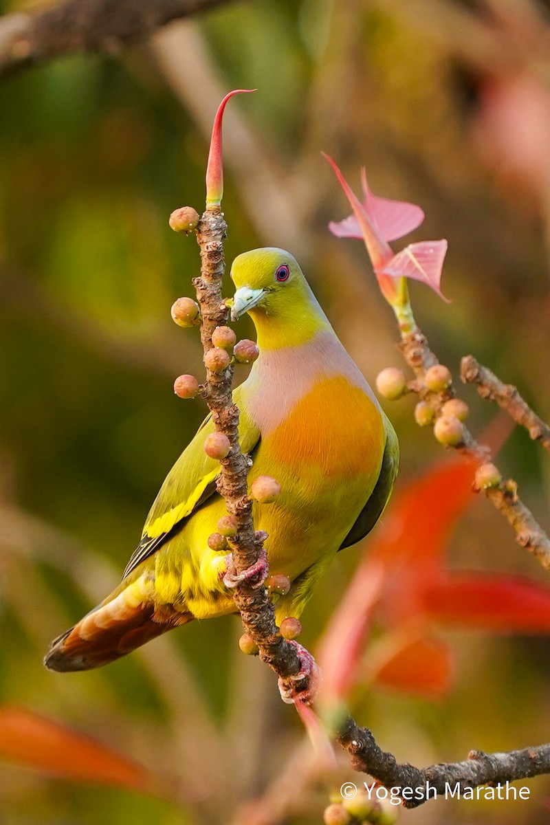 Orange-breasted Green-Pigeon - Yogesh Marathe