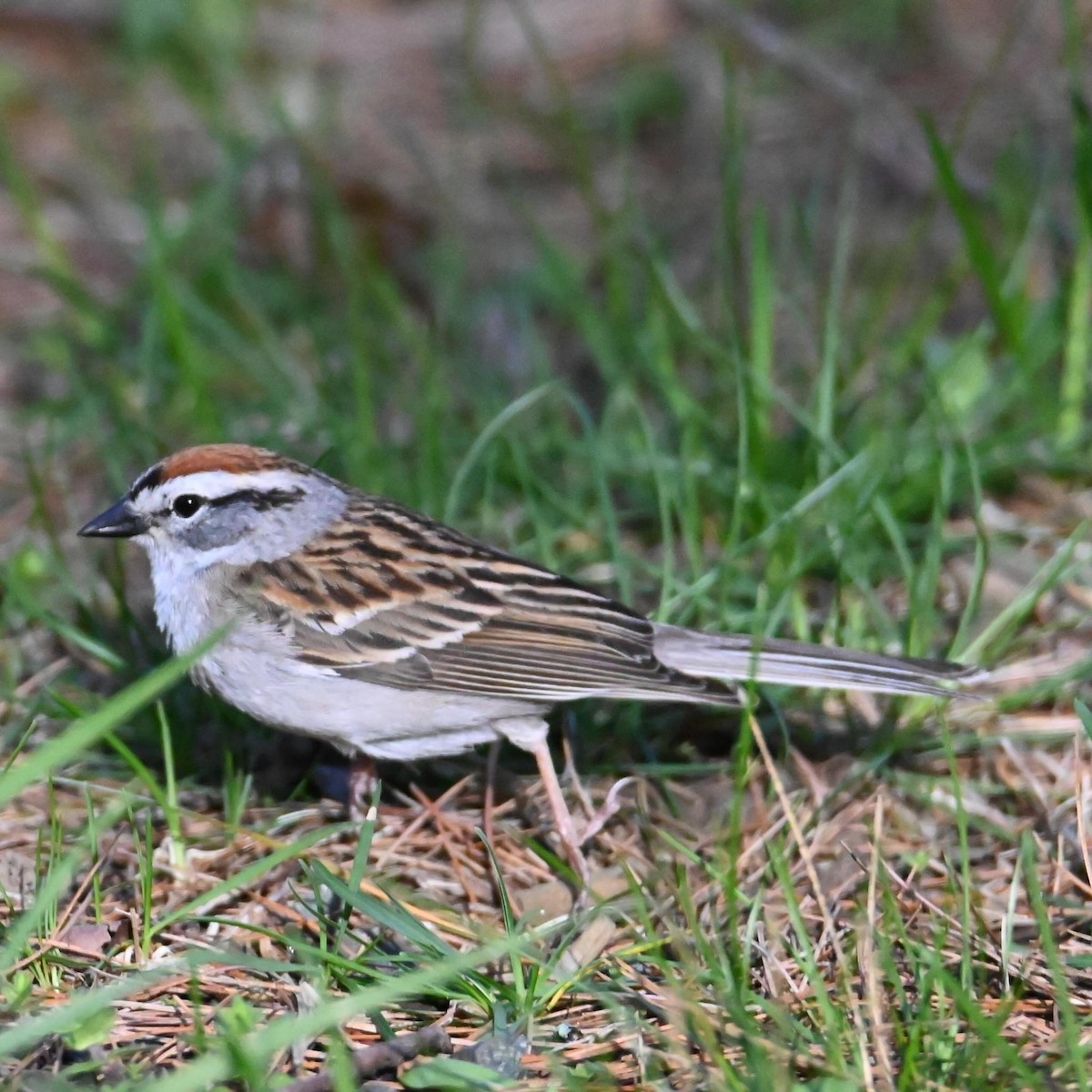 Chipping Sparrow - ML618371374