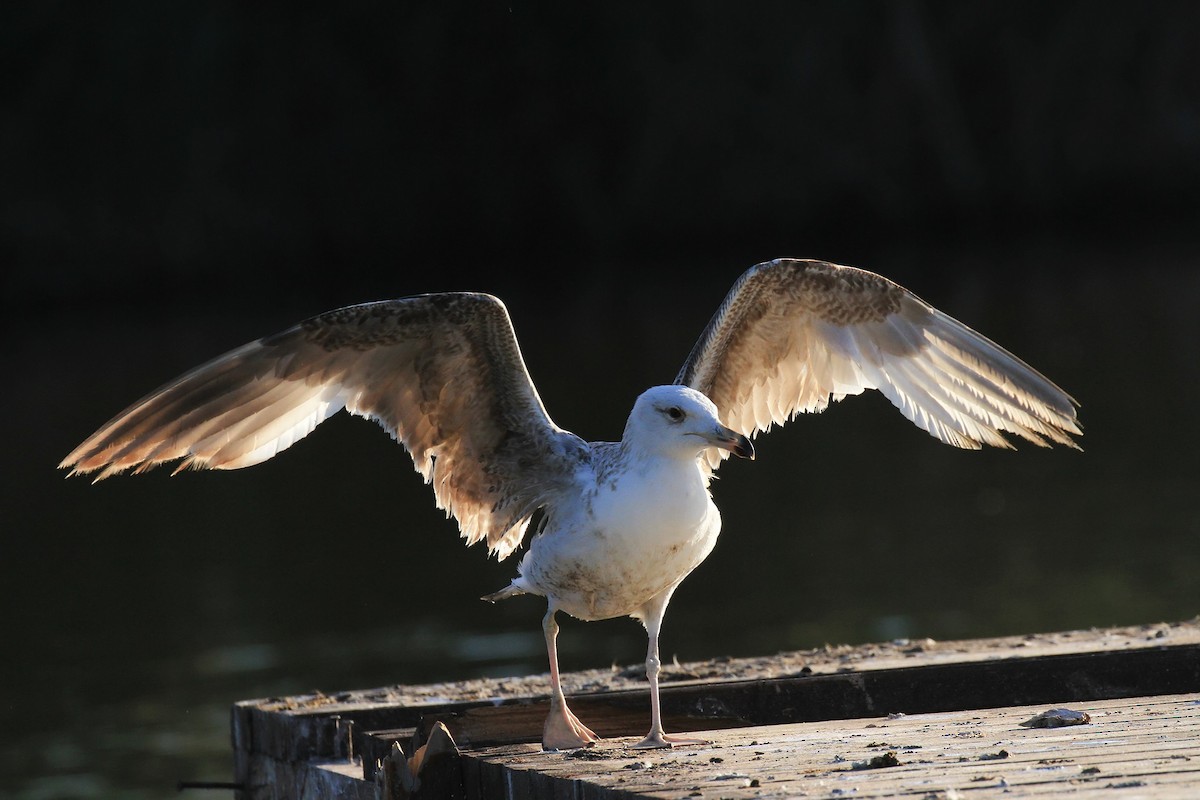 Gaviota Patiamarilla - ML618371391