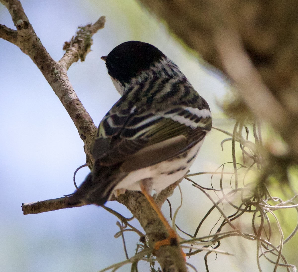 Blackpoll Warbler - Jessica D