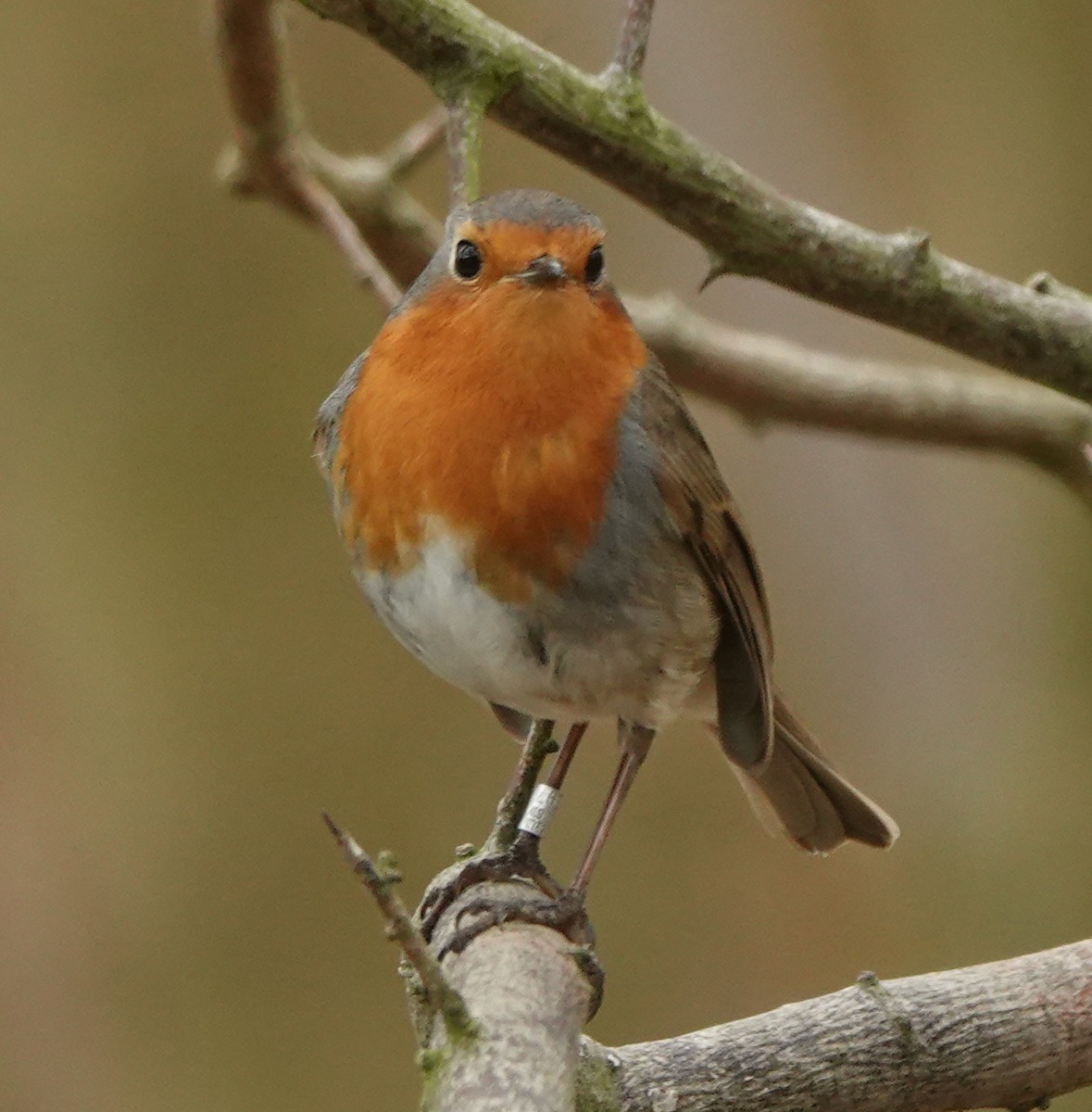 European Robin - Ben Taylor