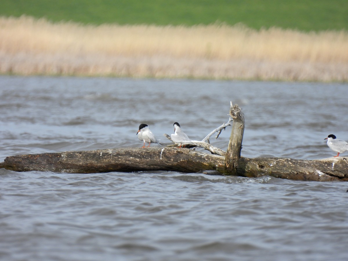 Forster's Tern - Mary Rumple
