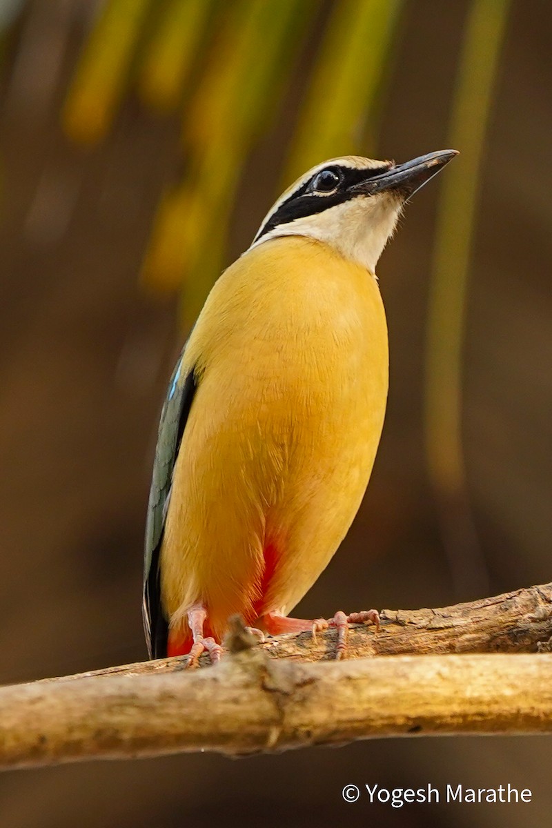 Indian Pitta - Yogesh Marathe