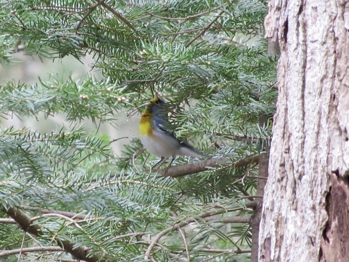 Northern Parula - Erin Barber