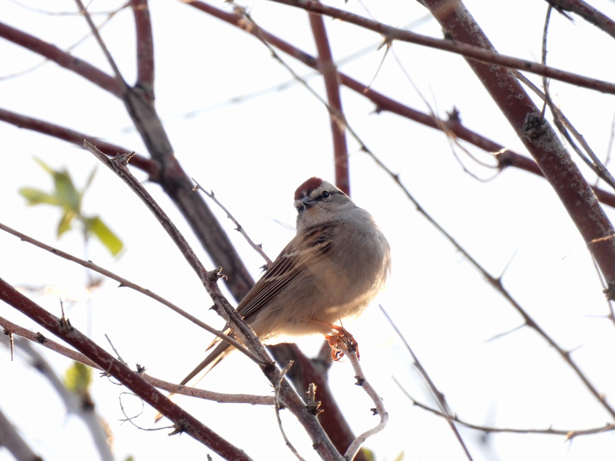 Chipping Sparrow - Mary Rumple