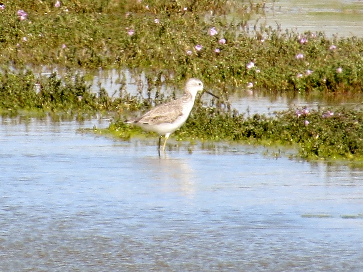 Marsh Sandpiper - Mike & Angela Stahl