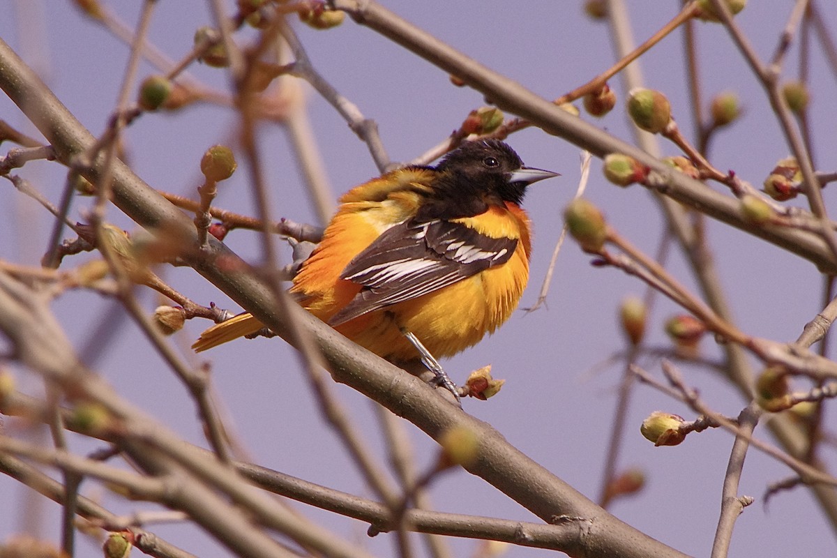 Baltimore Oriole - Lowell Goudge