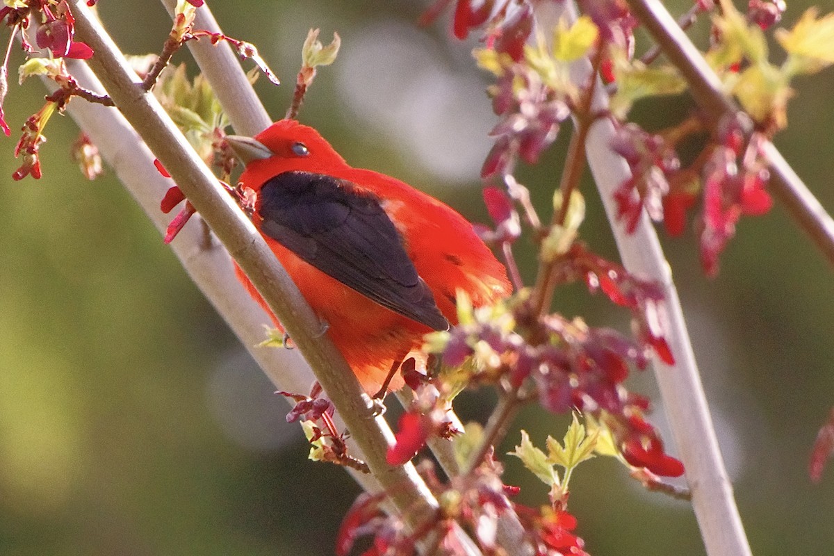 Scarlet Tanager - Lowell Goudge