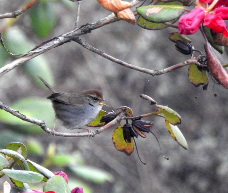 Gray-sided Bush Warbler - ML618371611