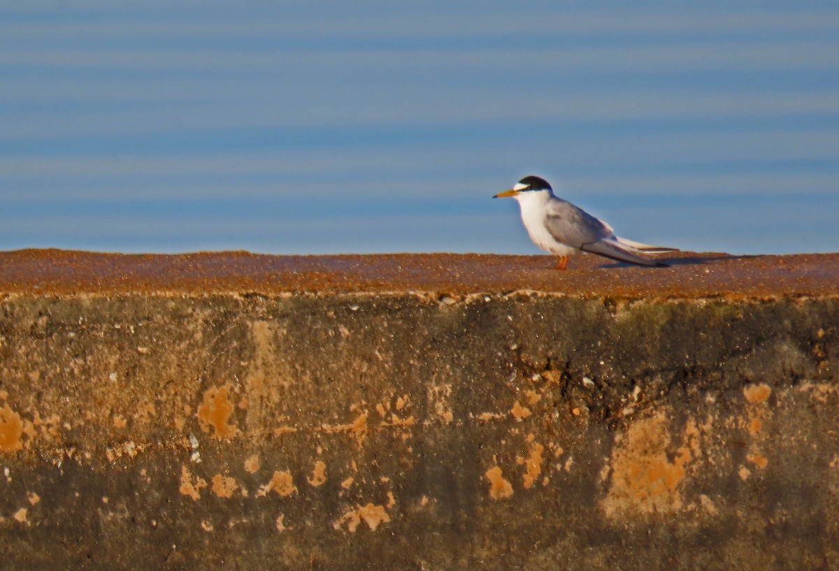 Little Tern - Francisco Javier Calvo lesmes