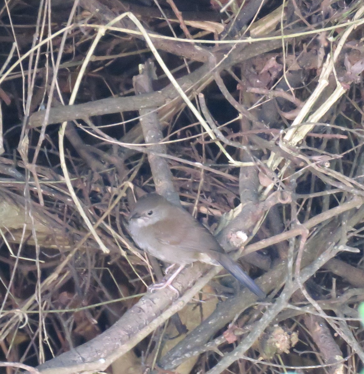 Knysna Warbler - Amanda Walden