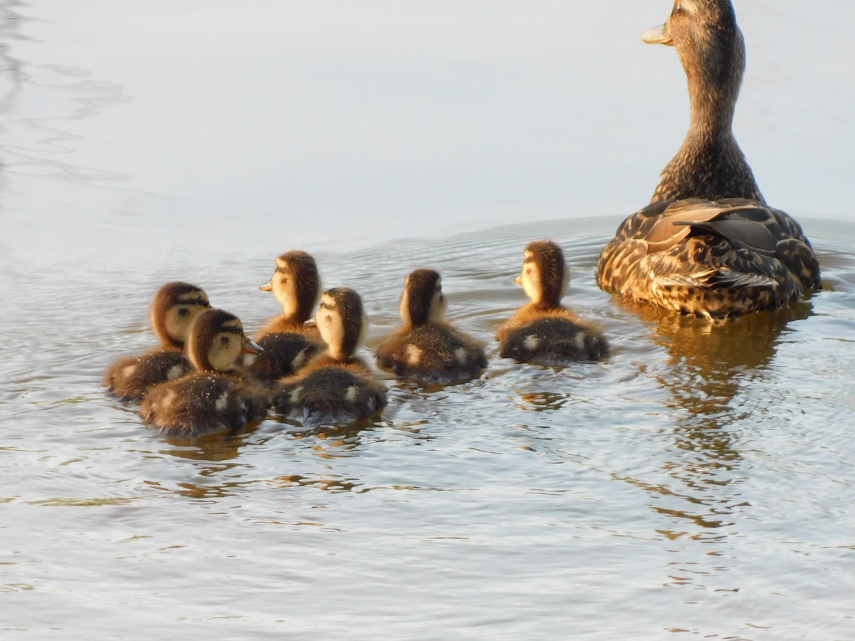 Canard colvert - ML618371634