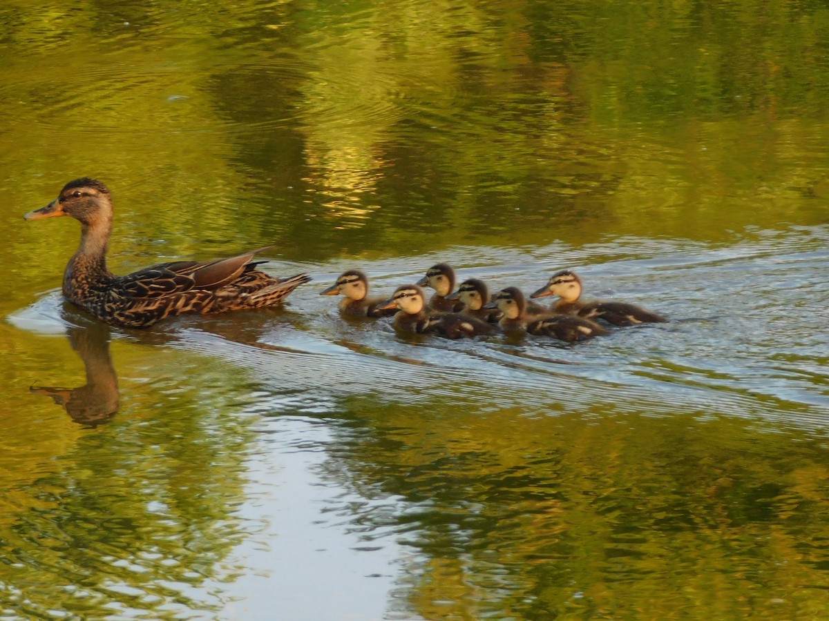 Mallard - Julian Monsalve