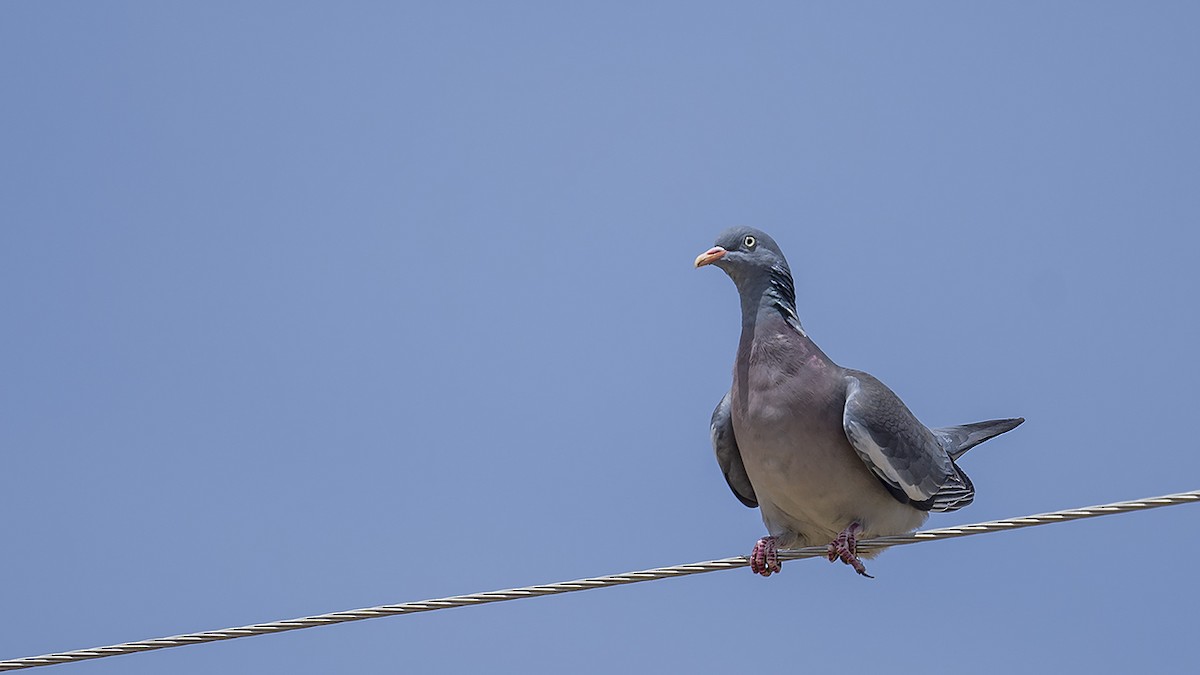 Common Wood-Pigeon - Engin BIYIKOĞLU
