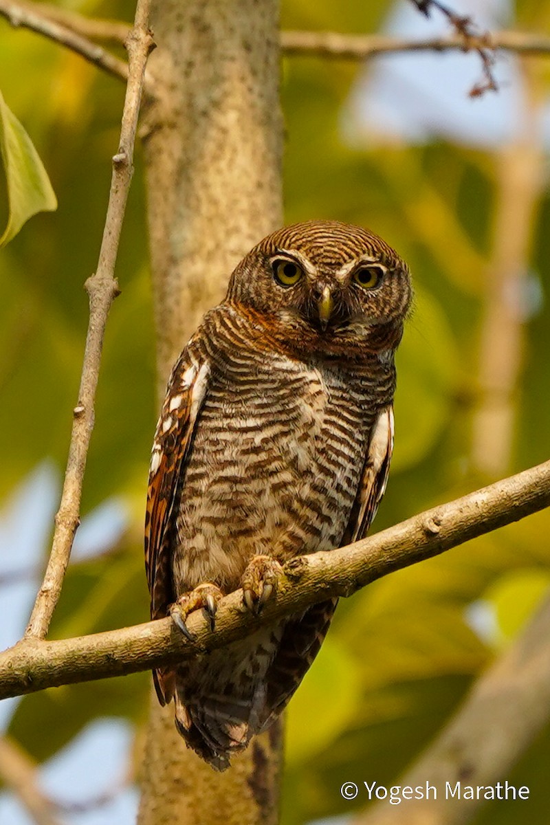 Jungle Owlet - Yogesh Marathe