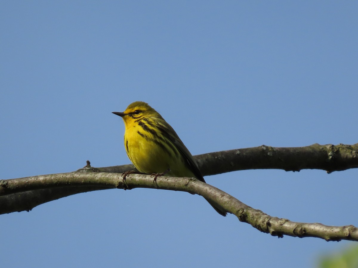 Prairie Warbler - Kevin Cronin