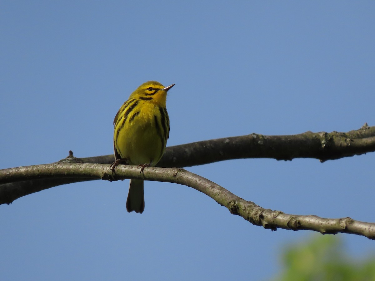 Prairie Warbler - Kevin Cronin