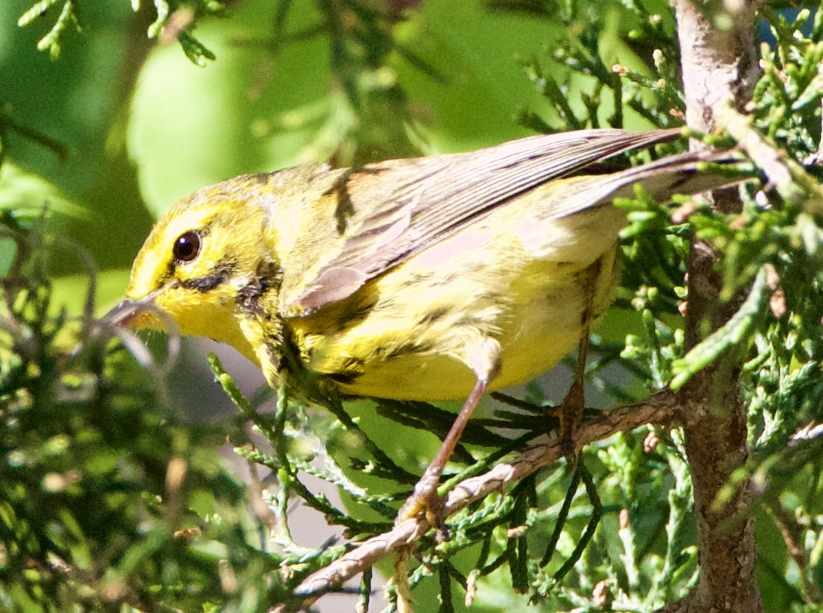 Prairie Warbler - Jessica D