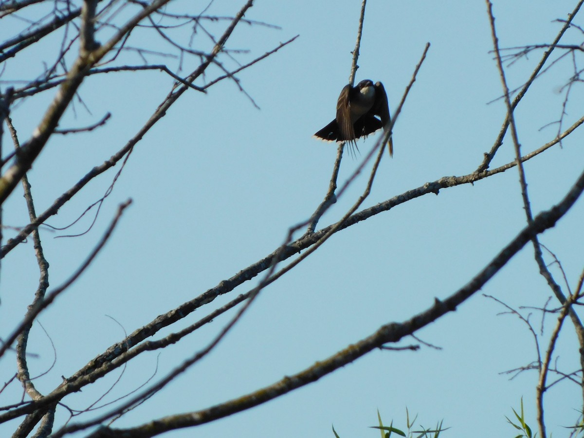 Eastern Kingbird - Julian Monsalve