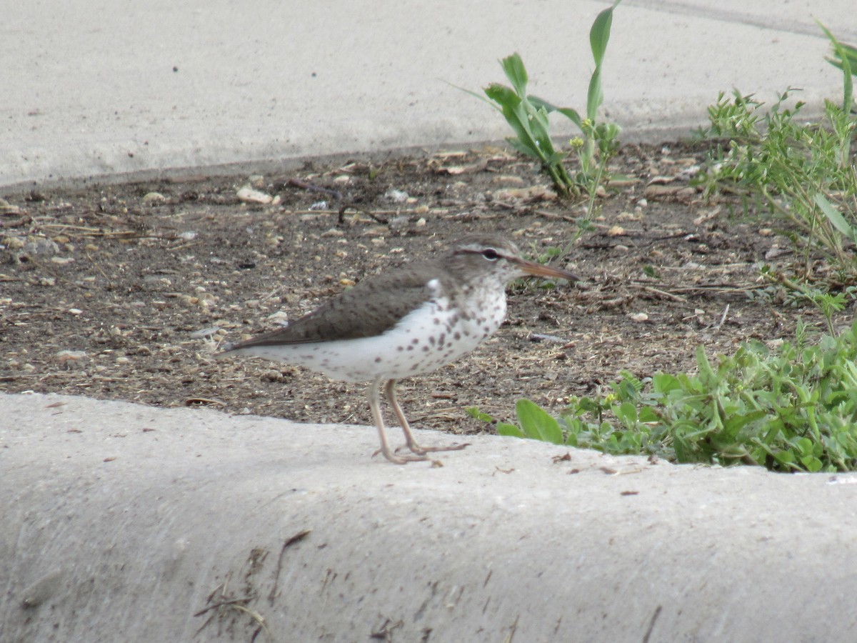 Spotted Sandpiper - Winston Caillouet