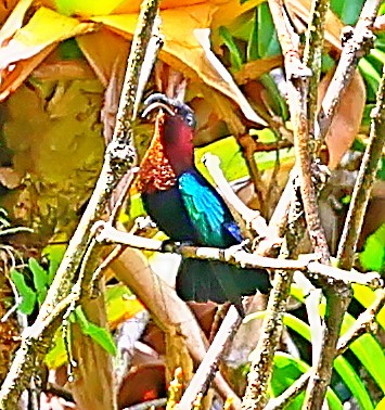 Purple-throated Carib - Maciej  Kotlarski