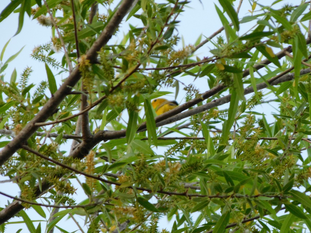 Yellow Warbler - ML618371725