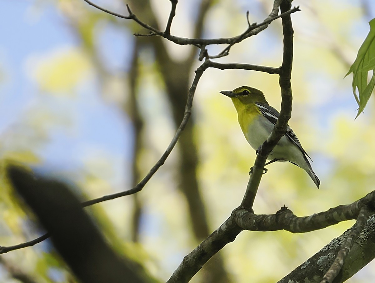 Yellow-throated Vireo - ML618371726