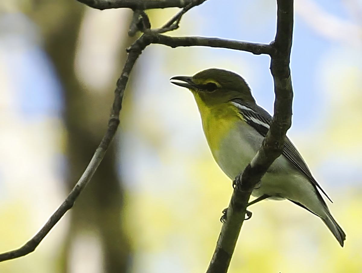 Yellow-throated Vireo - ML618371730