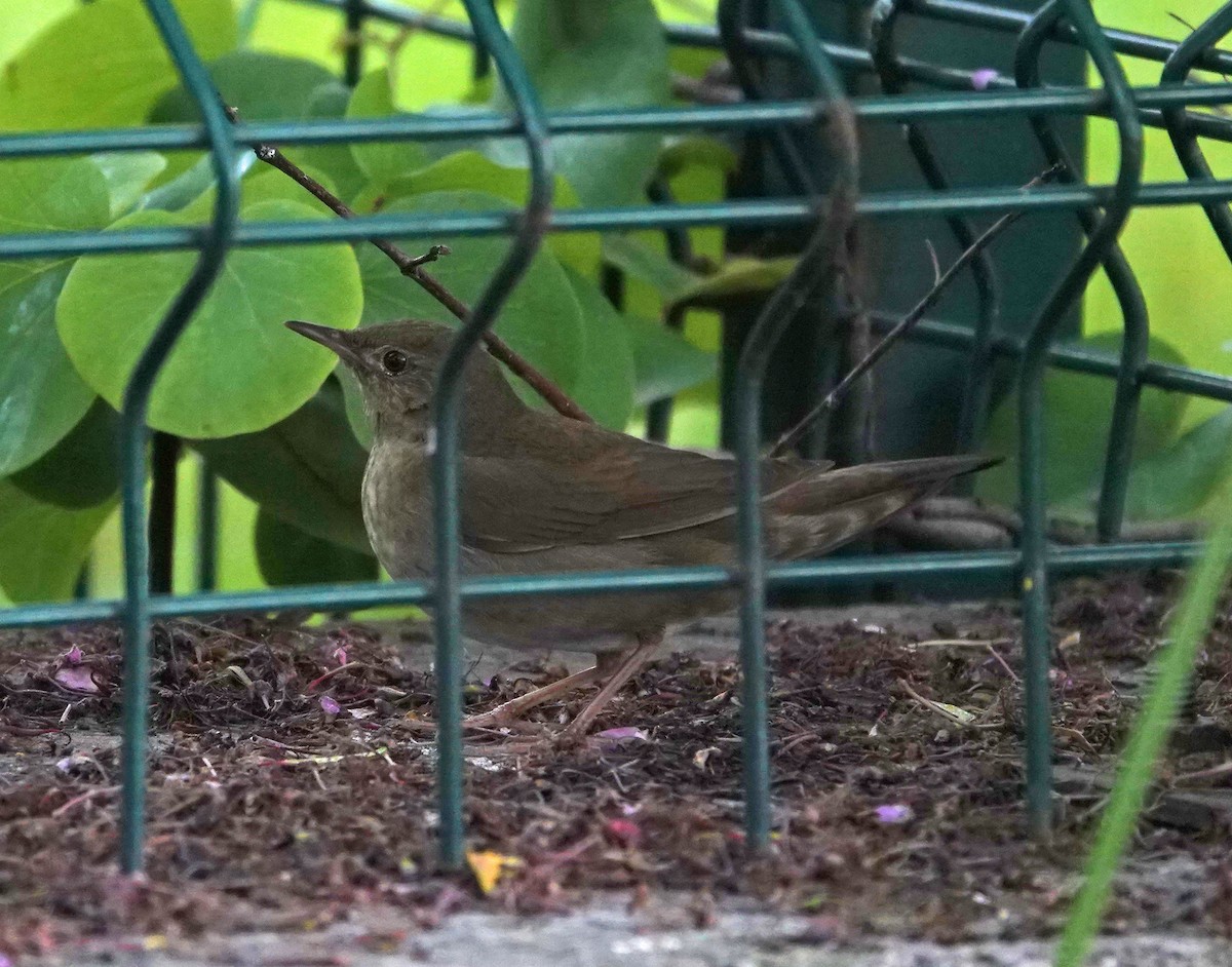 River Warbler - Ömer   Salman