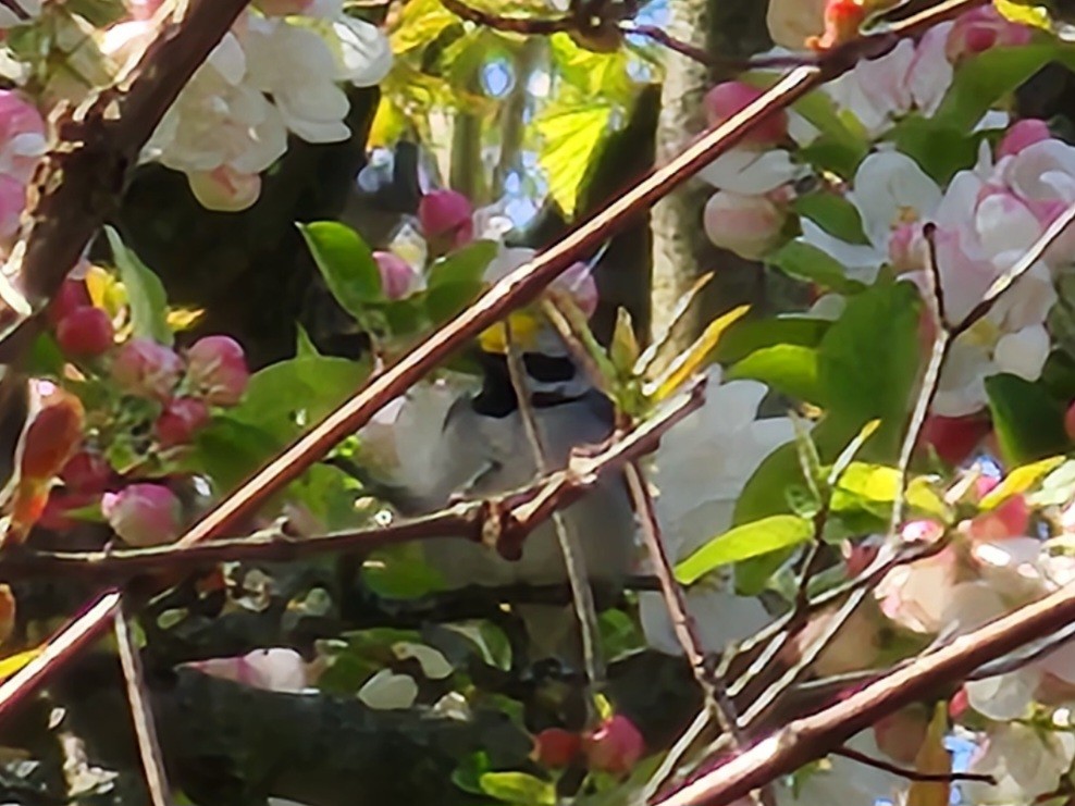 Golden-winged Warbler - ML618371750