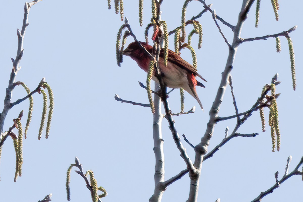 Purple Finch - ML618371770