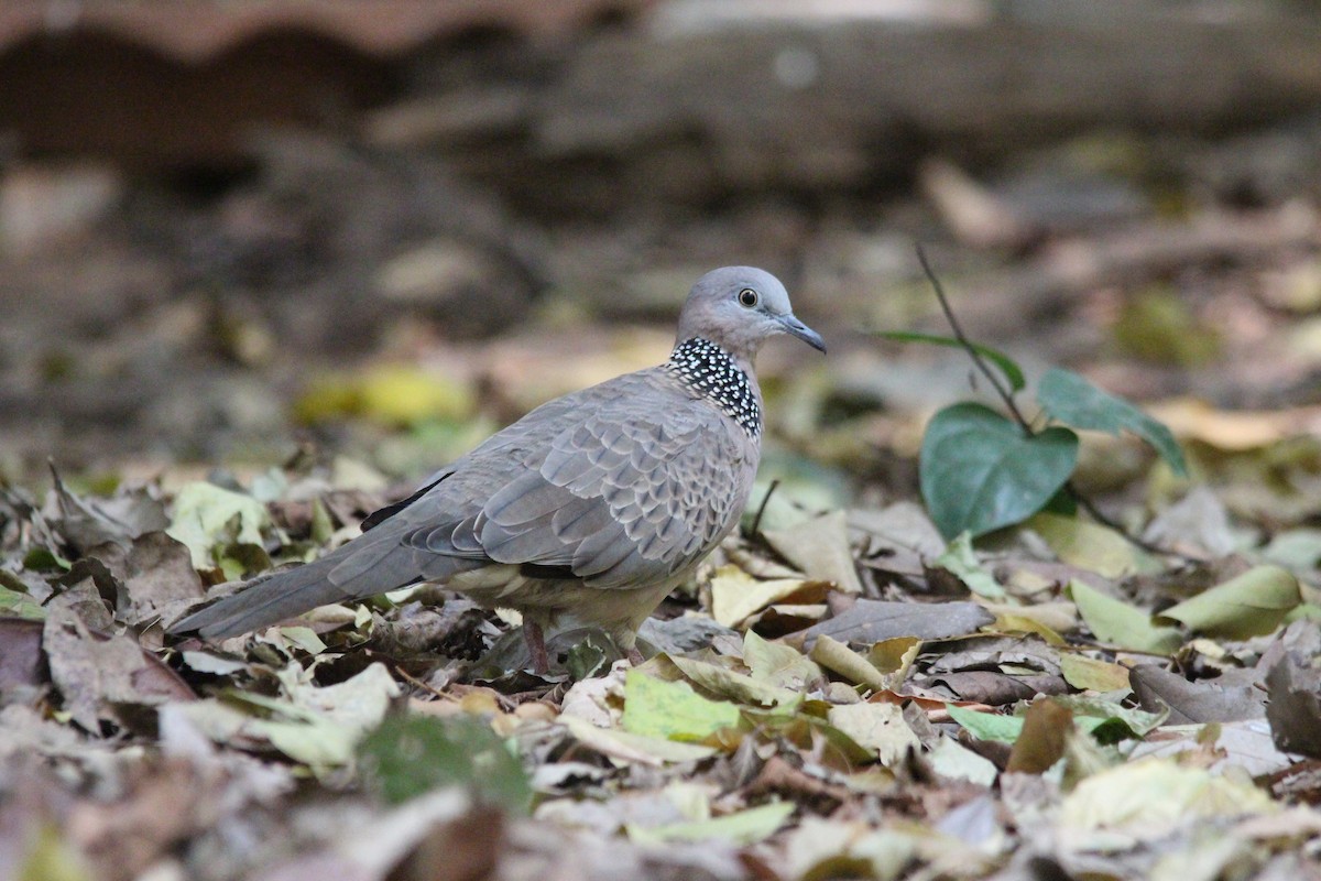 Spotted Dove - ML618371787