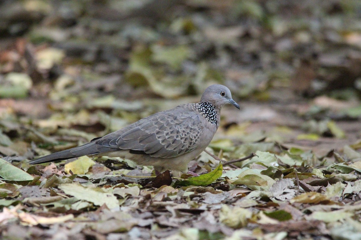 Spotted Dove - ML618371788