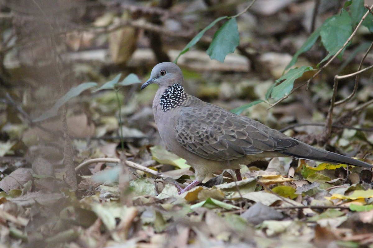 Spotted Dove - ML618371789