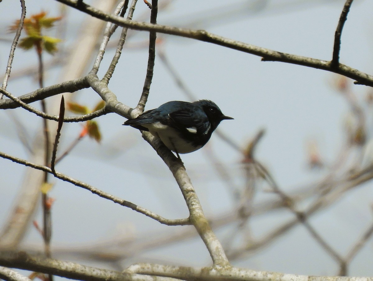 Black-throated Blue Warbler - ML618371822