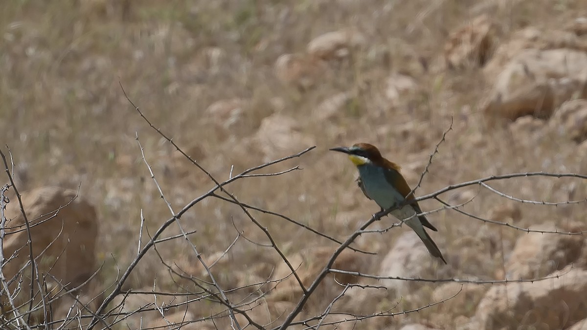 European Bee-eater - Engin BIYIKOĞLU