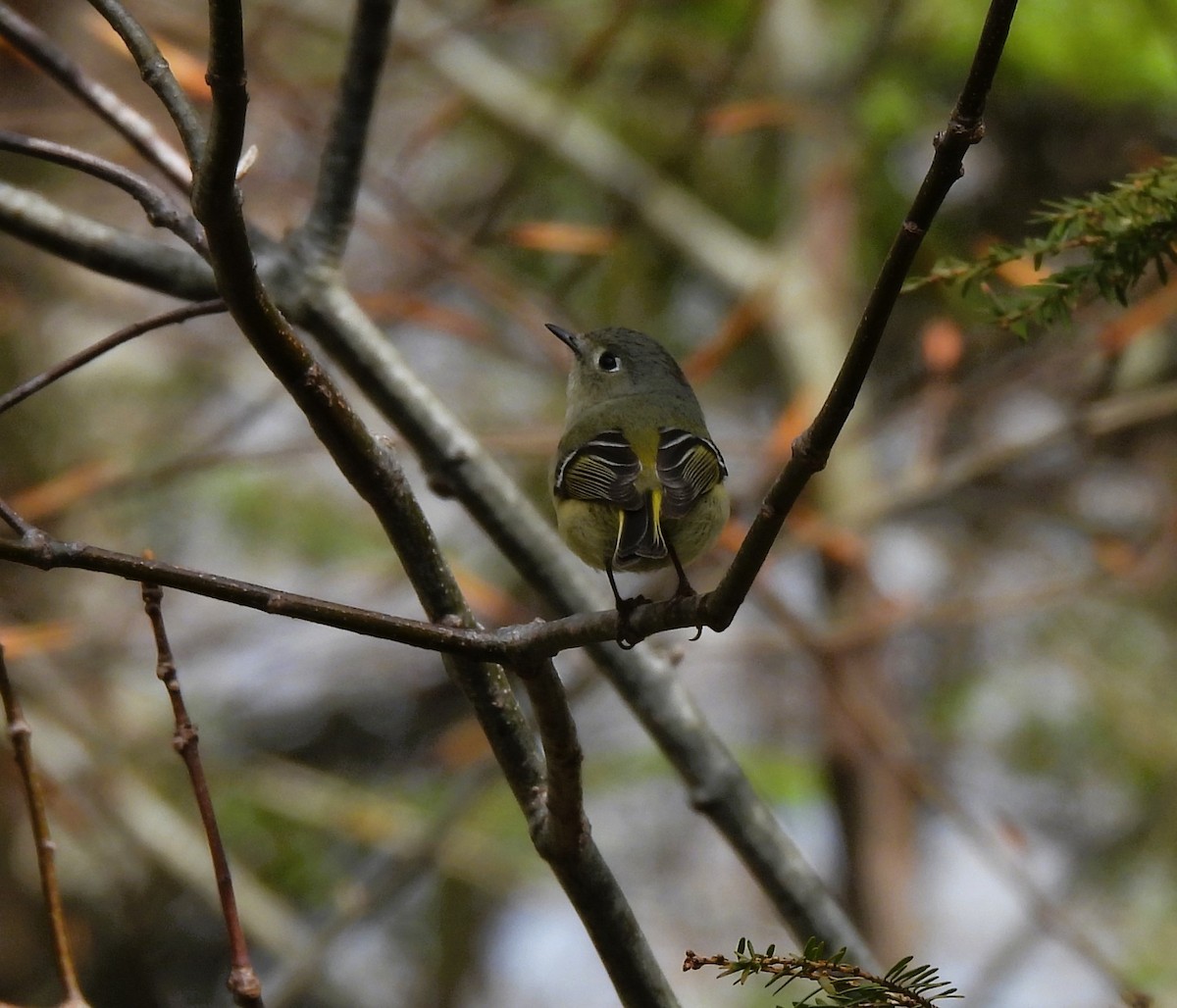 Ruby-crowned Kinglet - ML618371838