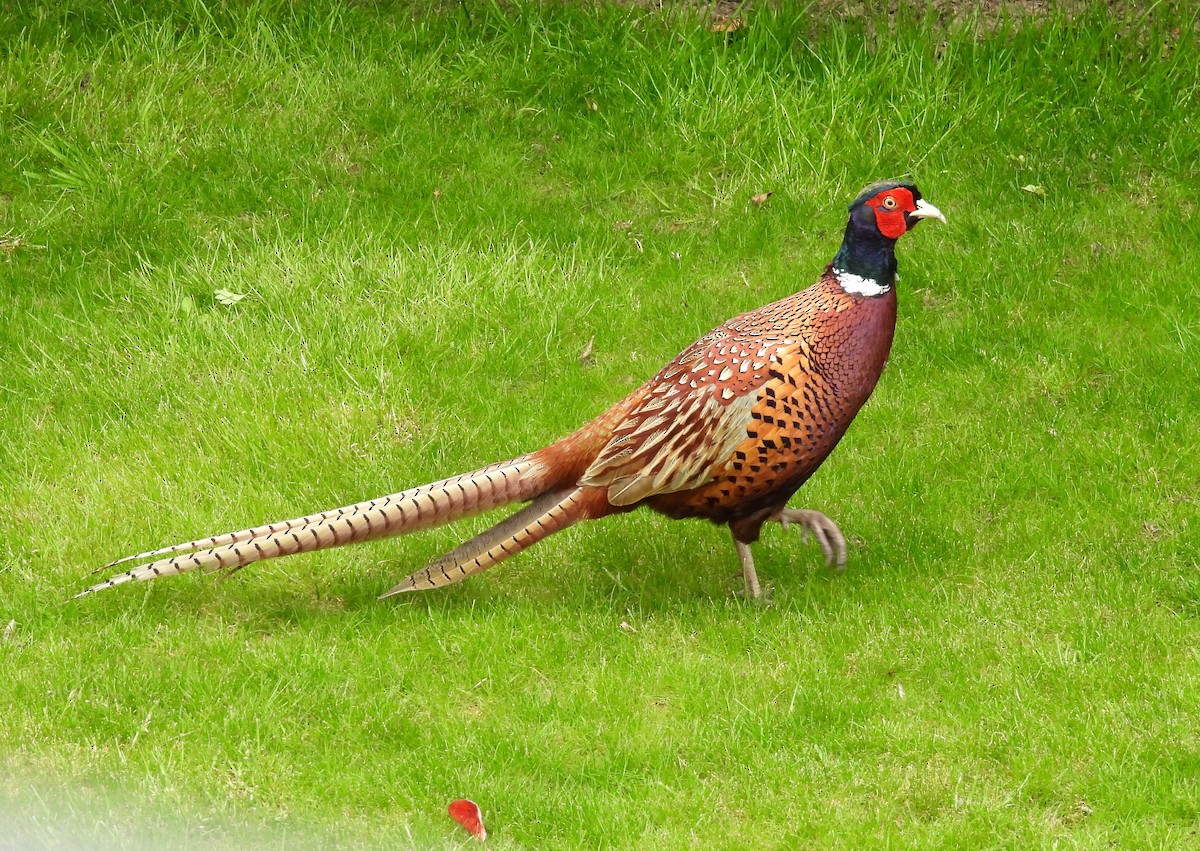 Ring-necked Pheasant - Paul Stewart