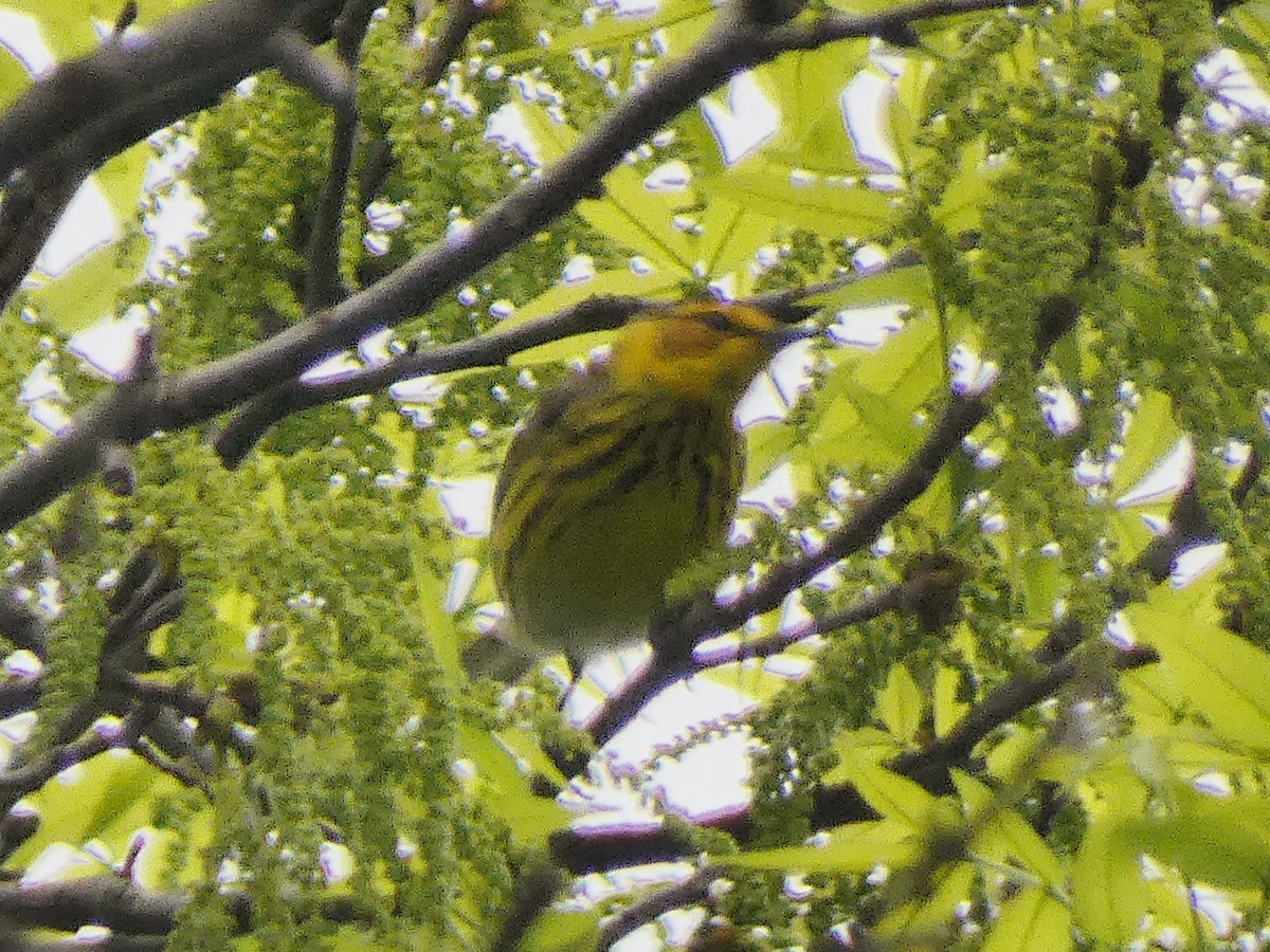 Cape May Warbler - Darrell Hance