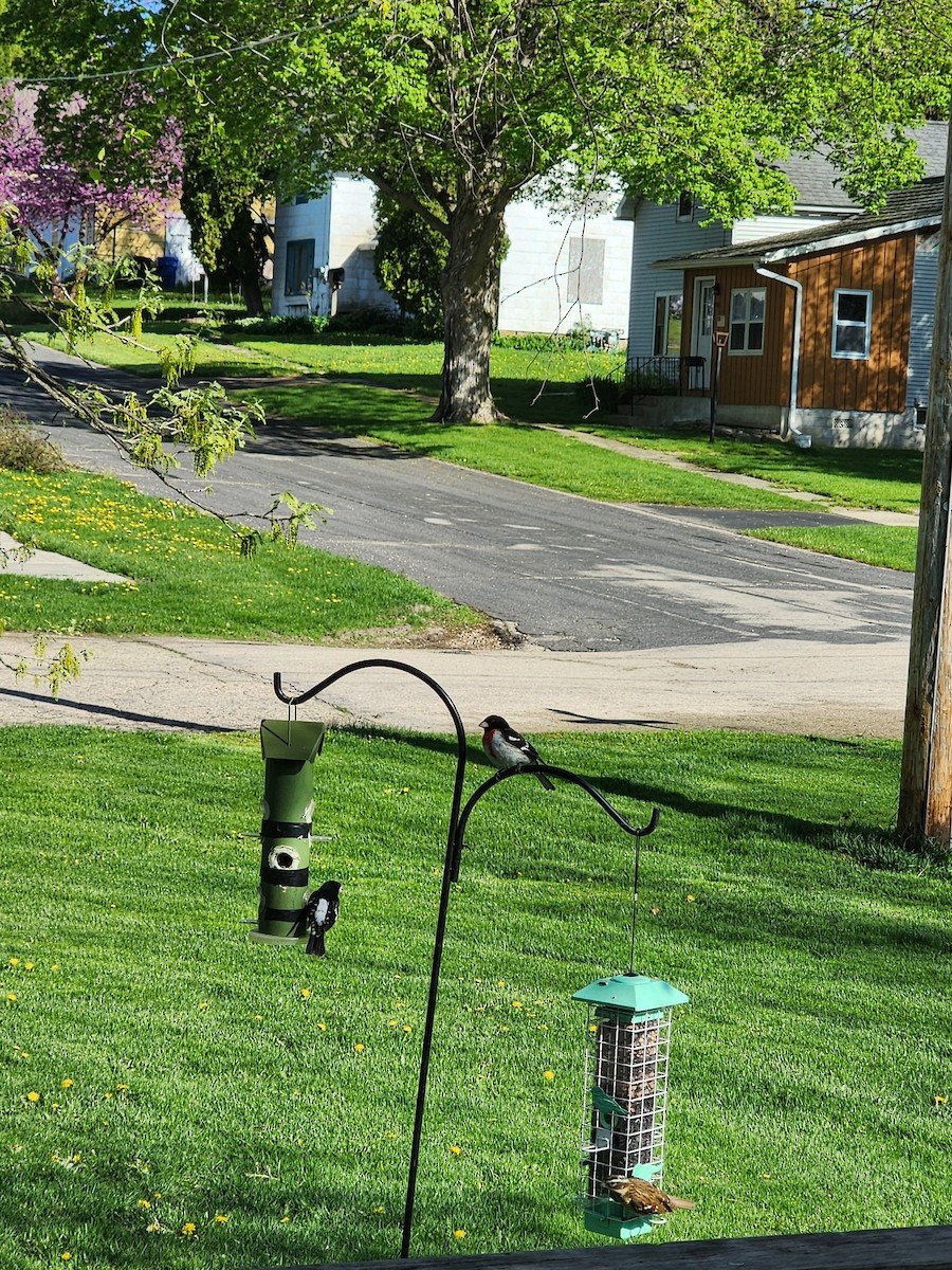 Rose-breasted Grosbeak - ML618371952